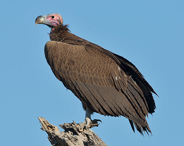 Lappet-faced Vulture